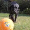 צעצוע לכלב רוגז כדור טניס קטן צבע כתום-2320