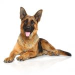 כלב רועה גרמני